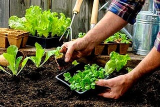 Kitchen gardening ,problems that I solved using IDEALS