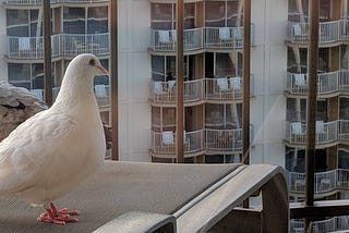 white pigeon and grey pigeon standing on a chair on a balcony