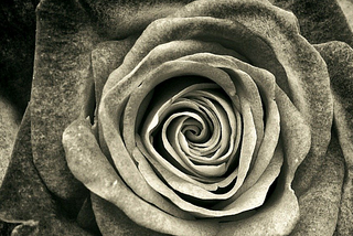 Greyscale close-up of a rose in bloom.