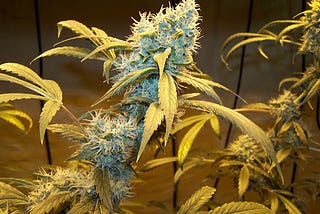 Northern Lights Cannabis Strain Review