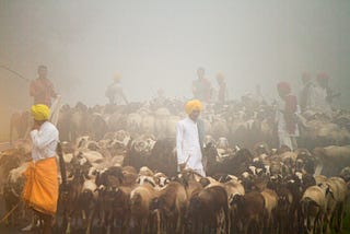 Wool from the Deccan Plateau of India