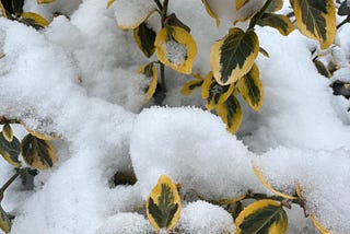 Golden Euonymus in newly fallen snow