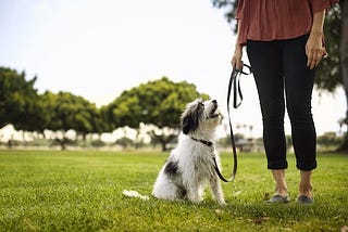 How to train a puppy to walk on a leash