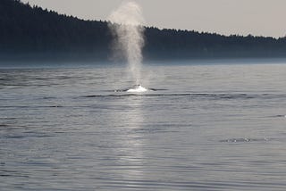 In the Belly of the Whale