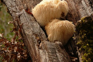 two lion’s mane mushrooms on a tree