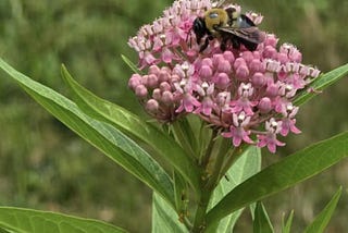 We Can All Be Gardens