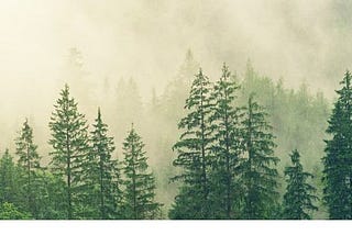 A photograph of a conifer forest in fog