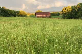 Tending Your Mental Landscape