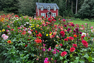 A picturesque two-storey red cottage in a clearing surrounded by tall fir trees. A fully blooming garden of colorful dahlias in the foreground.