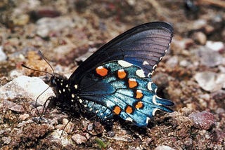 Black butterfly with white, blue, and orange