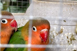 Should a bird starve free, or live caged?