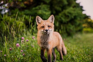 POEM: The Time of Hawks and Foxes