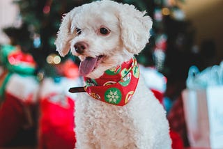 Christmas Food for Dogs: Ideas for Fun, Easy, Hassle-free Doggie Christmas Treats