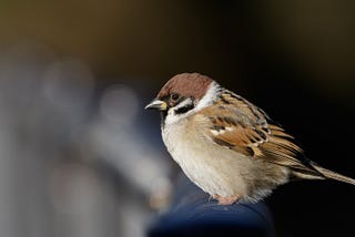 Teaching a Sparrow