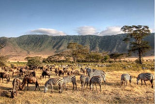 Expert Safety Tips for an Unforgettable Safari Adventure in Tanzania.