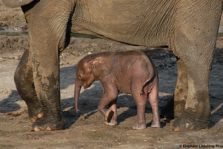 Allomothering in African Elephants