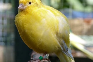 I Am Not Your Canary, Or: How McGill Added $3,120 to My Costs This Year