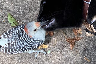 A Cat and a Bird (and a lesson on life)