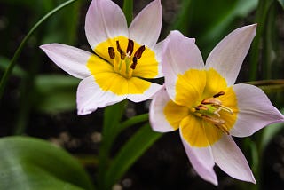 Patio pot tulips