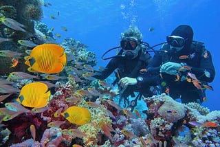 two scuba divers underwater with fishes and corals