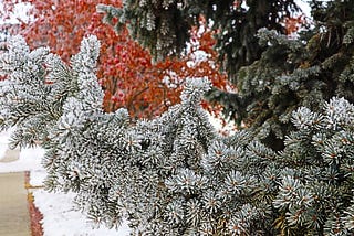 Pine tree with hoar frost, with other trees in the background.