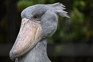 The Shoebill Stork is native to Africa. Click the image to learn more. Image by Masakazu Kobayashi from Pixabay.