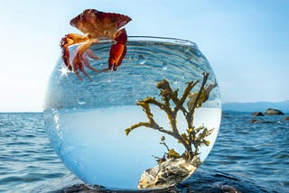 Rise of The Fishbowl