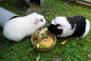 Rodney and Harry: From Wandering Lost to Happy Home