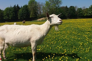 Goat see, goat do? — Social learning in goats