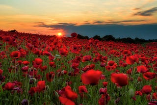 Consider the Poppies