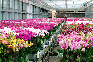 How to optimise orchid growth and other CAM plants