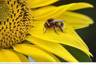 Bumbling Bumble Bees