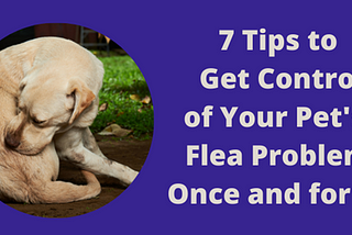 7 Tips to Get Control of Your Pet’s Flea Problem Once and for All