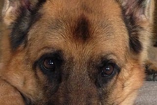 I Miss My Dog