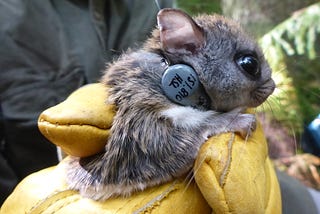 A brighter future for West Virginia’s rare flying squirrel