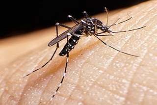 Don’t Drink Beer: Attractive and Repulsive Things Mosquitoes