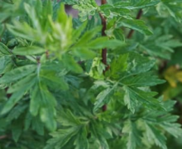 7 Health Benefits of Mugwort