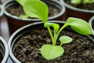 How to Plant a Flower Seed