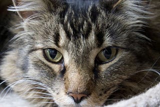 Introducing the Vertebrate Breed Ontology (VBO)