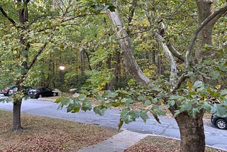 Sycamore Tree, Massachusetts