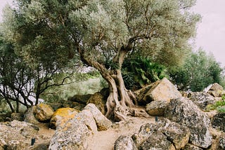 The Ancient History of Olive Oil