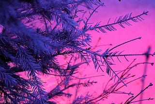 Fir tree branches in lilac sunset