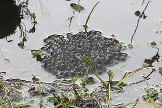 Photograph of a clump of newly formed Frogspawn in a pond