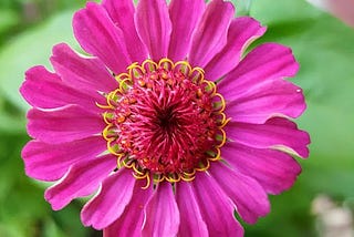 The No‑Dig Revolution: Grow Healthier Plants by Doing… Nothing