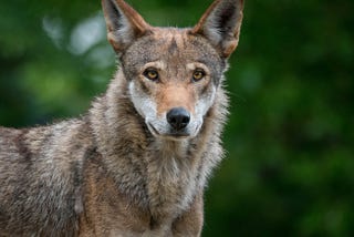 Resilience: Story of the American Red Wolf