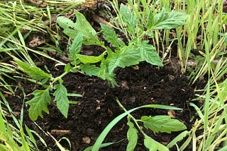 Planting Into a Green Cover Crop