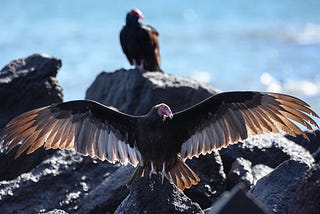 The Wildlife in Baja California