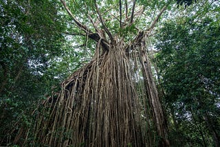 A Strangler Fig