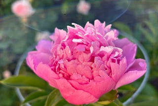 The Joys of a Blooming Peony