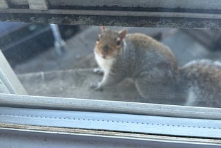 Squirrel saying hi to me from my outside window